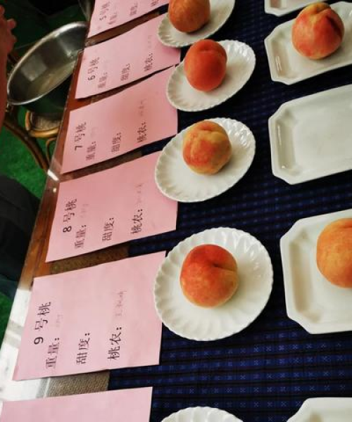 江西桃农数字科技引领农业创新，桃产业蓬勃发展