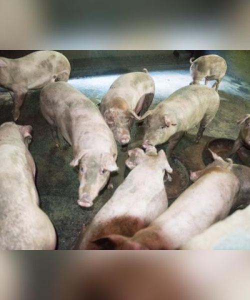 中山最新猪价消息更新今日动态