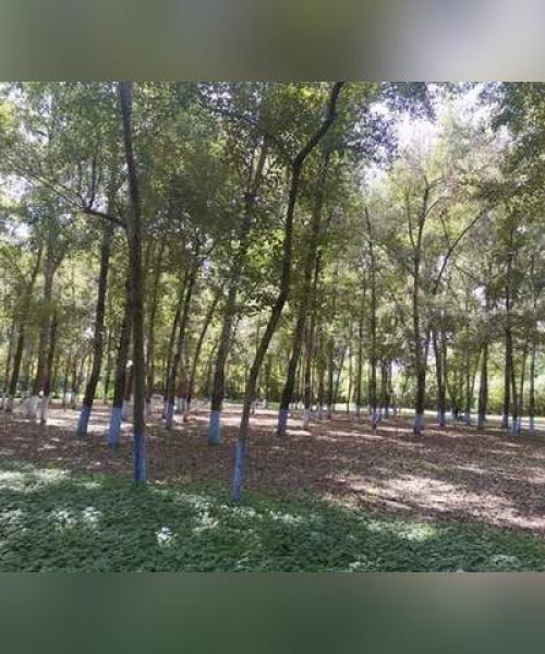 江西床板公司排名与产业深度解析